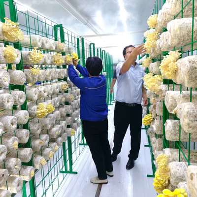 Wadah Jamur Cerdas Tumbuh Jamur Desain Inovatif