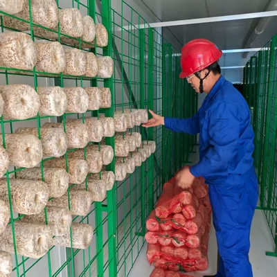 Atur Suhu, Kelembaban, Ventilasi, Pencahayaan, Wadah Jamur dengan Tepat