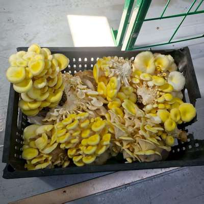 Kontainer Budidaya Jamur Efisiensi Tinggi