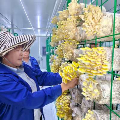 Kontainer Budidaya Jamur Sepanjang Tahun Meningkatkan Produksi Jamur